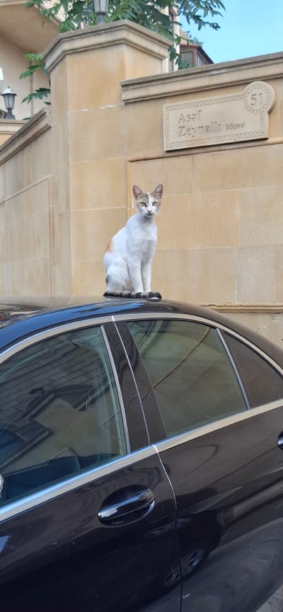 A calico cat is perched on the roof of a black sedan in Baku, Azerbaijan. The cat is primarily white with patches of orange and gray. It has green eyes and is looking directly at the camera. The car is parked on a street, with a building and trees in the background. A street sign with the inscription "Asef Zeynalı küçəsi 51" is visible on the building. The building appears to be made of light-colored stone and has decorative elements. The sky is visible in the upper right corner and appears to be clear.