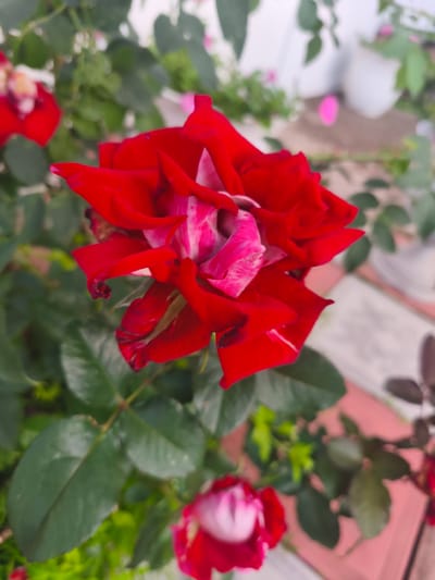 A close-up, vertical shot focuses on a blooming red rose with hints of pink. The rose is the primary subject, with its petals unfurling and displaying a marbled pattern of red and pink. The background is softly blurred, showing green rose leaves and stems, and further back, hints of other red and white flowers and a light-colored wall. The overall scene is a garden or floral setting, likely outdoors during the daytime given the lighting. The composition is focused on the intricate details of the rose.