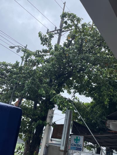 A downward-angle shot captures a lush tree with green leaves and some yellow fruit, possibly almonds, set against a cloudy sky. The tree is situated in San Jose del Monte, Philippines, amidst electrical poles and wires. A street light is visible on the left, and a blue structure, likely part of a building or vehicle, occupies the bottom left corner. A sign with the text "GMBG PHARMACY" is partially visible on the right, indicating a commercial area. The presence of small white specks suggests it might be raining.