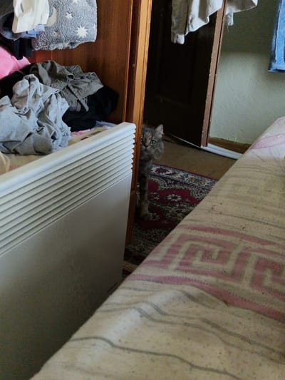 A grey tabby cat with green eyes peeks from behind an open wooden door, with its head and front paws visible. The cat is situated in what appears to be a room with a patterned rug on the floor. In the foreground, a white ribbed radiator is visible. Behind the cat, a cluttered closet contains various articles of clothing. To the right of the cat, part of a bed with a patterned duvet is visible. The lighting in the scene is dim. This scene is located in Raduvene, Bulgaria.