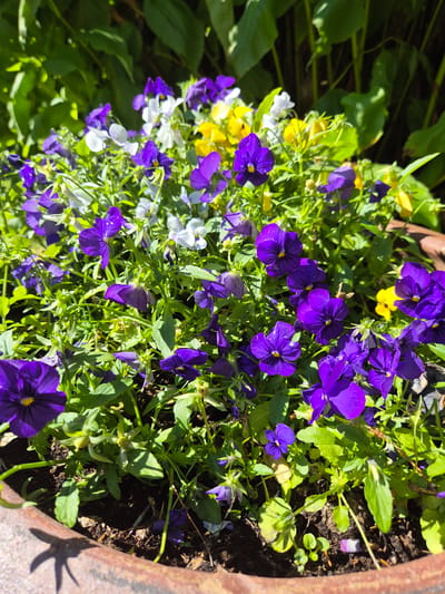 A medium shot captures a cluster of vibrant purple, white, and yellow pansies growing in a brown planter, casting shadows in the sunlight. The flowers are densely packed, with lush green foliage surrounding them. In the background, out-of-focus dark green leaves suggest a shaded area. The scene appears to be an outdoor setting, possibly a garden or patio, in Kokkola, Finland. No people are present in the image.