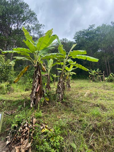 The image depicts a hillside in Định An, Vietnam, covered in lush green grass and vegetation. Several banana trees are prominently featured in the foreground, with their large, vibrant green leaves reaching towards a cloudy sky. The trunks of the banana trees are fibrous and brown, with some dried, yellowed leaves hanging loosely. In the background, a dense forest of tall pine trees stretches across the horizon, suggesting a temperate or mountainous region. The overall atmosphere is natural and serene, with no signs of human activity or structures visible.