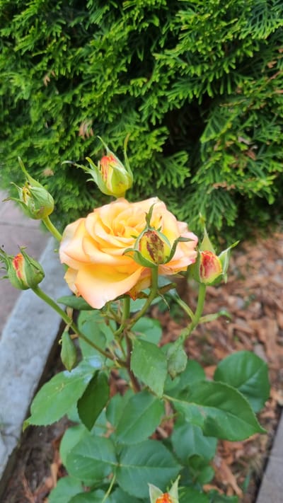 The image shows a close-up of a yellow rose in bloom, surrounded by several rosebuds. The rose is the central subject, with its petals a soft gradient of yellow and peach. The buds, in various stages of development, have reddish-pink tips. The rose plant has green leaves and stems. In the background, there is a dense green hedge. The ground beneath the rose plant is covered with dry leaves and mulch. A concrete curb is visible to the left of the rose plant. The lighting suggests it is daytime, possibly overcast. The scene appears to be a garden setting, common in residential areas. The location is Vyshka, Ukraine.