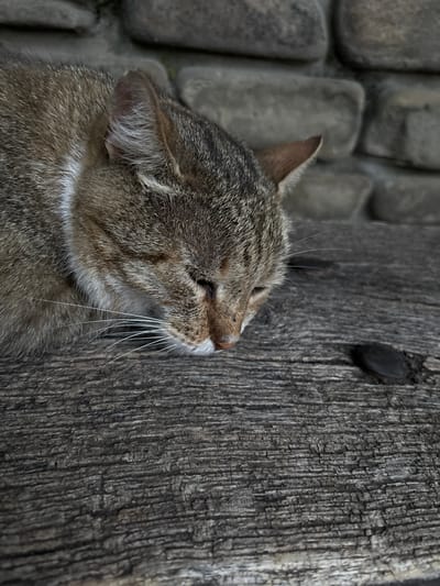 A tabby cat is shown in profile, facing towards the right of the frame. Its eyes are closed, and its head is tilted upwards, as if sniffing or smelling something. The cat's fur is a mix of brown, black, and grey stripes, with a white marking around its neck. Its whiskers are long and white.
The cat is positioned against a textured, weathered wooden surface, which takes up a significant portion of the right side of the image. The wood grain is prominent, with deep vertical fissures. To the left of the cat, a wall constructed of large, rounded grey stones is visible. The background is slightly out of focus, emphasizing the cat and the wooden texture.
The lighting appears to be soft and diffused, suggesting an overcast day or shaded area. There are no discernible human figures or explicit text within the image. The scene evokes a sense of quiet contemplation or sensory exploration by the animal. The stone wall and the weathered wood suggest an outdoor setting, possibly in a rustic or historical location, consistent with the provided location context of Staraya Stanitsa, Russia.
