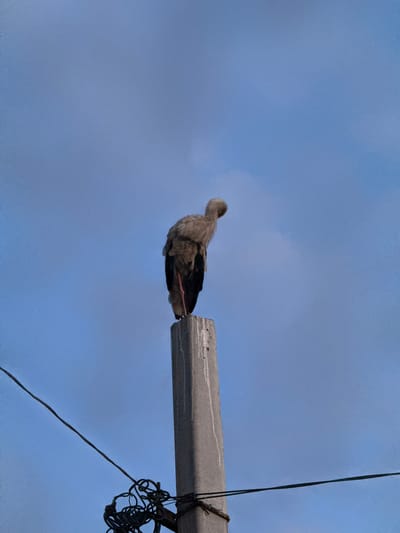 A stork stands on a concrete pole against a blue sky with some clouds. The stork's back is to the camera, and its head is bowed. The stork is mostly brown and white with black legs. There are power lines in the foreground. The image was taken in the city of Troitske, Ukraine.