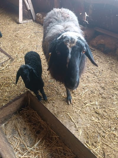 An adult sheep with a black face and gray wool stands near a small black lamb inside a barn. Hay litters the dirt floor. A metal trough filled with hay lies in the foreground. The sheep faces the camera, while the lamb stands beside it, both within an enclosure. Light streams in from overhead, illuminating the interior.