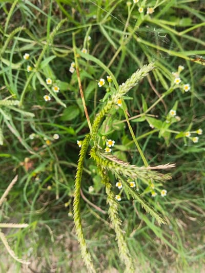 The image presents a detailed close-up of dense green vegetation in Ngọc Tụ, Vietnam. The scene features a variety of green grass blades and stalks, with several prominent, elongated stalks displaying spiky inflorescences or seed heads centrally positioned. Numerous small flowering plants are scattered throughout the greenery, each exhibiting five to six white petals around a distinct yellow center. Delicate, translucent spiderweb strands are visible stretching between the vegetation, particularly in the upper right and central sections. A small patch of light brown soil is discernible at the very bottom edge of the frame, partially obscured by the foliage. No people or animals are present. The environment is an outdoor, natural setting, illuminated by natural daylight.