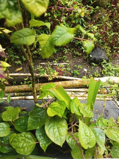 The image displays an outdoor vegetated area, identified as Pandaria, India. The foreground is dominated by dense, ovate, glossy green leaves emanating from a central, vertical stem. In the mid-ground, several light-colored cylindrical objects, resembling bamboo stalks or PVC pipes, are horizontally arranged on the ground. A broad, bright green leaf with a torn or cut apex is also visible here. The background consists of dark soil, partially covered by various small green plants and some with prominent reddish stems. A single dark, irregularly shaped rock is situated on the ground in the upper background. No individuals, animals, or discernible actions are present within the frame. The lighting appears natural and diffuse.