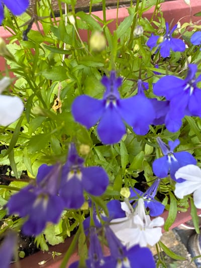 This is a close-up, overhead shot of a planter filled with lobelia flowers, some in vibrant blue and others in white. The flowers are the primary subjects, with their delicate petals and slender stems clearly visible. Green foliage forms a lush backdrop, interspersed with small, unopened buds. The depth of field is shallow, with some flowers in sharp focus and others blurred, creating a sense of depth and highlighting the intricate details of the blooms.

The scene appears to be outdoors, given the natural light and the presence of a terracotta-colored planter rim on the left side of the frame. The time of day is not definitively indicated, but the bright illumination suggests daytime. The weather is likely pleasant, as the flowers are in full bloom and the leaves appear healthy. There are no people visible in the image, and no text is present. The setting, based on the context provided, is Bersenevka, Russia. The overall mood is peaceful and natural, showcasing the beauty of these small, colorful flowers.