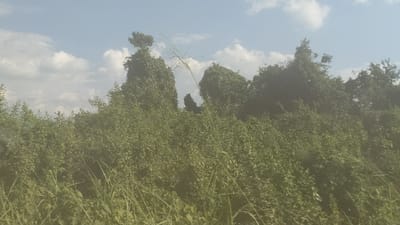 A vibrant field of green foliage dominates the view, with varying heights and textures indicating different plant species. Taller trees punctuate the horizon, their silhouettes defined against a sky scattered with fluffy white clouds. A single, prominent blade of grass stretches upwards, seemingly dividing the landscape. The overall impression is one of lush, natural beauty, perhaps captured on a bright, slightly hazy day.