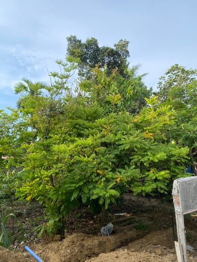 In Meunasahlhok, Indonesia, an outdoor scene captures a lush, verdant landscape dominated by a large, leafy tree in the foreground. The tree has dense, bright green foliage with some leaves showing hints of yellowing. Behind it, other trees of varying heights and shades of green create a layered effect. The sky above is a light blue with scattered, wispy clouds. The ground beneath the trees is covered with fallen leaves and some darker soil. To the right of the frame, a partially constructed concrete structure with exposed brickwork is visible, suggesting ongoing development or renovation. In the lower left corner, a blue pipe emerges from the ground, indicating some form of utility installation. The overall impression is a tranquil, natural setting with signs of human activity.