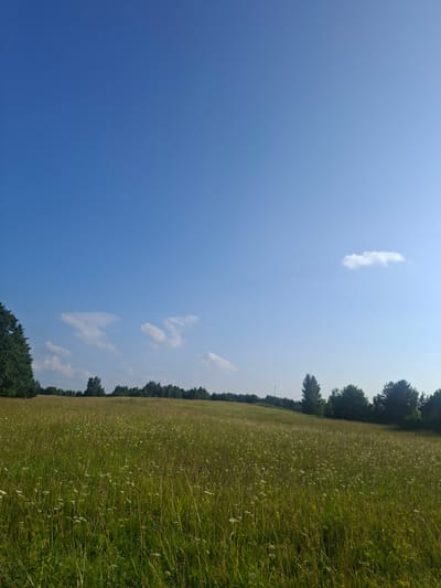 This is a landscape photograph of a sunlit meadow in Tarpežerė, Lithuania. The foreground is dominated by a dense field of green grass dotted with small white wildflowers and taller stalks of vegetation, creating a textured, natural ground cover. In the middle ground, a line of various trees forms a treeline along the horizon. Some of these trees are deciduous with rounded canopies, while others appear to be evergreens, with a particularly dense cluster of dark green evergreens on the far left. The background consists of a vast, clear blue sky with a few wispy white clouds scattered across it. The sun is shining, casting a bright light on the scene. The overall impression is one of a peaceful, rural environment under a bright, sunny sky.