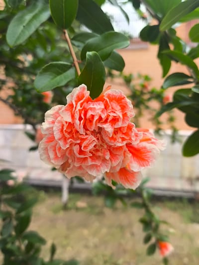 An extreme close-up, portrait-oriented shot features a single, multi-layered coral and white flower on a branch. The flower has a ruffled appearance with delicate, crinkled petals. The petals are predominantly coral in color, with white edges and streaks. The background is blurred, showing green leaves and branches, and hints of a light-colored building and outdoor scenery. The image is taken in Tolstoy-Yurt, Russia.
