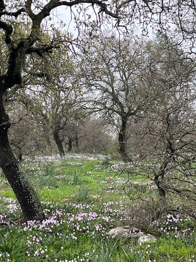 The image, oriented vertically, captures a serene natural landscape in Alon HaGalil, Israel, depicting a wooded area alongside a vibrant field of wildflowers under an overcast sky.

On the left side of the frame, a row of large, mature trees extends into the background. These trees feature thick, gnarled branches, predominantly bare or just beginning to bud with sparse, light green leaves, creating a complex silhouette against the bright, cloudy sky. The texture of the tree trunks and branches suggests age, with some areas appearing covered in moss or lichen.

To the right, a verdant expanse of grass is blanketed by a dense profusion of small wildflowers. The dominant colors among the blossoms are white and pale pink or lavender, forming a soft, textured carpet across the ground. Closer to the foreground on the right, clusters of brighter pink or purplish flowers are visible, along with scattered individual red or orange blooms, possibly poppies or anemones, adding striking accents. Some taller blades of grass and a few rocks are interspersed within the flower-filled field.

The light is soft and diffused, indicating an overcast day with no harsh shadows, contributing to a tranquil and gentle atmosphere. No people or specific activities are depicted. There is no visible text in the image. The scene evokes the beauty of late winter or early spring, with the trees poised for full foliage and the ground awakening with blossoms.