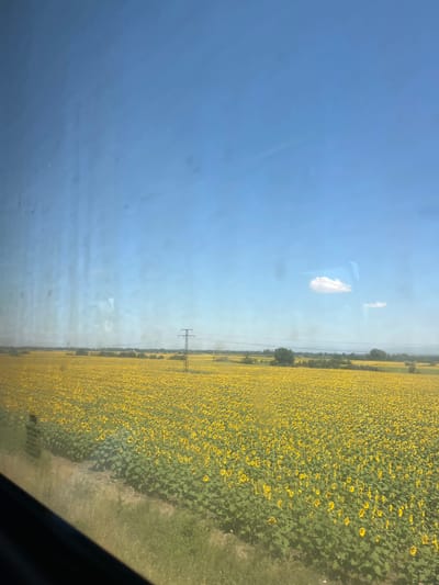 The image depicts a vast, flat field of sunflowers stretching towards the horizon under a clear blue sky. A single white cloud is visible in the distance. A solitary power line tower stands in the middle of the field, with power lines extending outwards. The foreground shows a grassy edge and the dark frame of what appears to be a window, suggesting the photo was taken from inside a vehicle. The overall impression is one of a sunny, rural landscape. The location is the vicinity of the city of Vinitza, Bulgaria.