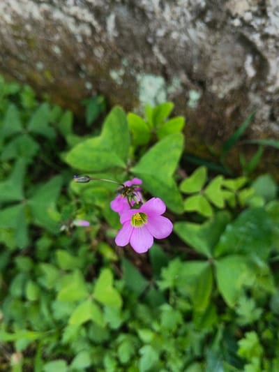 This image presents a close-up view of a vibrant pink-purple five-petaled flower, likely from the Oxalis genus, with a distinct yellow-green center, prominently displayed slightly right of the frame's center. Delicate water droplets adorn its petals, indicating recent rain or dew. To the left of the main bloom, a thin stem bears several unopened flower buds, one of which is clearly visible and partially formed. The flower is nestled amidst a dense bed of lush green, trifoliate leaves, resembling clover, which fill the foreground and much of the midground. These leaves exhibit a soft focus, emphasizing the sharp detail of the main flower. In the background, a blurred, rough-textured surface, possibly a moss-covered rock or stone wall, provides a muted backdrop with hints of light green patches. The scene is bathed in natural daylight. This botanical detail captures a moment of natural tranquility and freshness in what is identified as the Nebilver (Tegal) Admin Centre in Papua New Guinea, an environment characteristic of tropical and humid climates. No human figures or discernible text are present in the image.