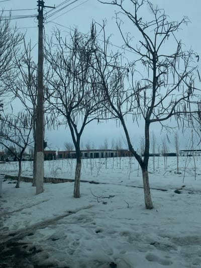 The image displays a winter street scene in Yangibino, Uzbekistan, under an overcast sky. The foreground and midground are covered in a layer of patchy snow, showing areas of melting and visible footprints on a dark, wet surface immediately in front. Several bare deciduous trees stand vertically. Three prominent trees in the mid-foreground feature slender, leafless branches from which numerous dark, elongated seed pods hang. The lower trunks of these trees, as well as a wooden utility pole to the left, are painted white. The utility pole is equipped with multiple dark overhead wires. In the midground, beyond these trees, a wider expanse of snow-covered ground contains numerous smaller, very young bare trees uniformly spaced. The background reveals a long, low-rise building structure with multiple uniform units, appearing to be incomplete or derelict, stretching across the horizon. No people or active interactions are visible.