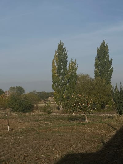This image depicts an outdoor, rural or semi-rural scene located in Lusakert, Armenia, under a clear, light blue sky with a faint contrail visible in the upper left quadrant. The mid-ground is dominated by two tall, slender deciduous trees with green and slightly yellowing foliage, indicative of late summer or early autumn. To their right and slightly forward is a smaller deciduous fruit tree, visibly laden with numerous light-colored fruits, likely apples. Behind these trees, an indistinct brown equine animal (possibly a horse or donkey) stands or grazes in a fenced, grassy enclosure. A low, horizontal structure, appearing as a concrete or stone wall, is present behind the fruit tree. The foreground consists of dry, uncultivated earth with sparse patches of dry grass and disturbed soil. A dark, undefined shadow extends into the lower right corner of the frame. No human subjects or direct interactions are visible.