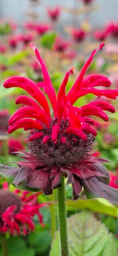 A close-up vertical shot showcases a vibrant red bee balm flower. The flower's tubular petals are sharply pointed and fuzzy, radiating outwards from a central, spiky, dark purple calyx. Below the calyx, several darker, reddish-purple bracts with serrated edges and fuzzy undersides frame the base of the bloom. The stem is green and covered in fine hairs. The background is a blur of green foliage and other out-of-focus red bee balm flowers, suggesting a garden setting. The image has a soft, slightly grainy texture. The location is specified as Malda, Estonia, but no visual cues in the image support this specific location.