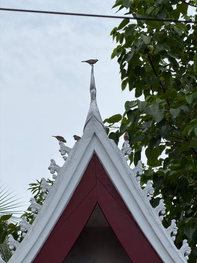 The image shows the peak of a white and red roof, likely belonging to a temple or traditional structure in Choumkhong, Laos. Several small birds are perched on the roof's decorative elements and its apex. Lush green foliage from a nearby tree frames the upper right portion of the image, with a gray, overcast sky in the background. A thin dark line, possibly a wire or cable, stretches across the top of the frame. The roof features intricate white scrollwork along its edges.