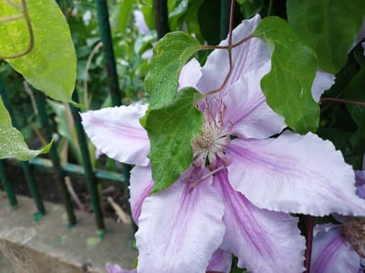 A close-up photograph captures a vibrant clematis flower in Mshanets, Ukraine. The large bloom features several broad, light purple petals, each distinctly marked with a darker, vivid purple stripe running down its center. The intricate heart of the flower is visible, showcasing numerous delicate stamens and pistils in shades of cream and light pink.
Surrounding the flower are several green leaves and thin vines. Many of the leaves, particularly one prominently positioned in front of the flower, display numerous tiny water droplets, suggesting recent rain or morning dew. The veins on the leaves are clearly visible.
In the blurred background, a dark green metal fence with vertical bars can be seen, hinting at a garden or yard setting. More lush green foliage is discernible behind the fence, further establishing a natural, outdoor environment. Below the fence, a textured, light-colored concrete or stone base is partially visible. The lighting is soft, indicating it is daytime, possibly early morning or after a rainfall. There is no visible text or human activity.