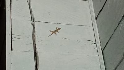 A small, light brown lizard is positioned on a weathered, light blue wooden wall in Cotgadong, Indonesia. The lizard is facing towards the left of the frame, with its body angled slightly upward. It has visible limbs and a tail. A dark, thin wire runs vertically along the left edge of the wall, slightly out of focus. The wall itself shows signs of age, with horizontal lines indicating planks and some chipped paint. The background to the right of the wall appears to be a darker, textured surface, possibly siding or another wall, with diagonal lines suggesting seams or panels. The lighting suggests it is daytime, with soft light illuminating the scene.