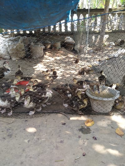 A flock of ducklings and adult ducks are gathered in an outdoor enclosure in Kruengbaroblangme, Indonesia. The enclosure is partially covered by a blue tarp and surrounded by a black mesh fence. Several large, white sacks are piled up in the background, along with a grey bucket filled with water, which several of the ducks are drinking from. The ground is made of packed dirt, and there are fallen leaves scattered around. The scene appears to be a rural or semi-rural setting, likely a farm or duck-raising operation.