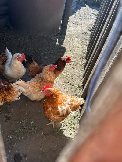 A group of chickens are gathered in a dirt enclosure with sparse vegetation. The enclosure is bordered by a wooden fence on the right and a dark cylindrical object, possibly a barrel, on the left. Sunlight casts shadows across the ground, indicating it is daytime. The chickens are of various brown and white plumage. The overall scene appears to be in an outdoor, rural setting, consistent with the location of Novoyeniseyka, Russia. There are no people visible in the image.