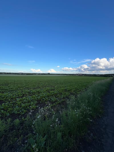 An outdoor, eye-level, full shot captures a large agricultural field in Líbeznice, Czechia, under a bright blue sky with scattered white clouds. The foreground is dominated by dark soil and green plants, likely crops, with some wild grasses and small white flowers growing along the edge of a dark dirt path. The field extends into the distance, where it meets a line of trees and buildings forming a small town. The horizon is visible, and the overall impression is one of a rural, agricultural landscape during daylight hours. There are no people or animals visible in the image.