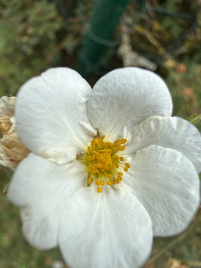 A close-up, slightly overexposed photograph shows a white flower with a bright yellow center. The flower has five rounded petals, each with delicate vein-like markings. The stamens in the center are numerous and bright yellow. One of the petals on the left side of the flower shows some browning and wilting. The background is a blur of green foliage and a dark green vertical object that may be a stake or post, suggesting an outdoor setting. The image is taken from a high angle, looking down into the flower. There are no people or animals visible in the image. The location is identified as Angenrod, Germany.