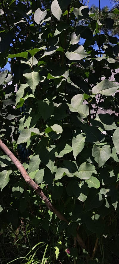 A medium shot captures a thicket of green foliage, predominantly leaves, with dappled sunlight creating shadows. A thick, brown branch cuts diagonally across the lower left quadrant of the frame, extending from the left edge towards the center. The leaves are varied in shape and size, with some appearing heart-shaped and others more elongated. In the lower right corner, a small, deep purple flower is visible amidst the greenery. The background is indistinct, but hints of a building and the sky with thin branches are discernable. The scene appears to be outdoors, with the lush vegetation suggesting a garden or natural setting, potentially within the city of Bash-Kaiyndy, Kyrgyzstan, given the provided context, where such flora is common. There are no people or animals present.