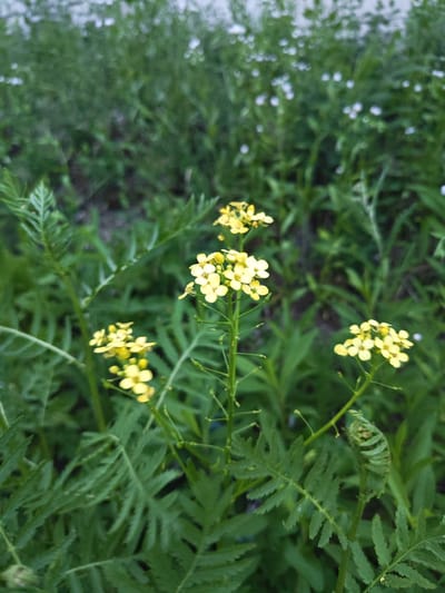 The image shows a close-up view of yellow flowers with green foliage in the foreground, likely in a natural or park setting. In the background, out of focus, are more green plants and some small white flowers. The lighting suggests it is daytime. No people or specific landmarks of Vasylkiv, Russia are visible. The composition focuses on the delicate details of the yellow flowers and the surrounding greenery.