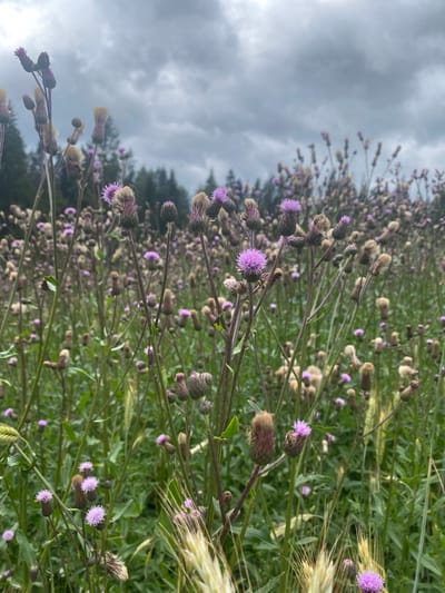 The image depicts a close-up view of a field of wild thistles with purple flowers and seed heads under a cloudy sky. The thistles are the primary subjects, with many of them in various stages of bloom and seed formation, interspersed with green foliage and some dried grasses. The background shows a blurred line of trees, suggesting a natural or semi-rural environment. The foreground features wheat stalks, some in focus and some blurred, adding texture to the scene. The overall atmosphere is overcast and somewhat muted, due to the cloudy sky. There are no people or animals visible in the image, and no visible actions or interactions are taking place. The location is identified as Khankanmyaki, Russia, implying this is a natural landscape within that region.