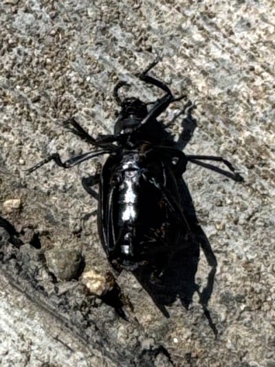 The media file is a close-up, overhead view of a deceased black insect on a textured, gray, rocky surface. The insect is dark and shiny, with visible legs and antennae. Its body appears segmented, and there is a reflective white stripe across its back. The rocky surface is uneven, with various shades of gray and some lighter specks. The lighting suggests it is daytime, as evidenced by the distinct shadow cast by the insect. There are no people, text, or clear indications of weather or specific location cues beyond the general rocky ground. The overall impression is a still-life observation of an insect in its natural or near-natural environment.