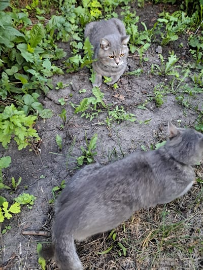 In the city of Chernetsk, Russia, two domestic cats are present in an outdoor environment. One cat, a grey tabby with distinct orange eyes, is positioned in the upper portion of the frame, facing forward and appearing to be resting. The second cat, also a grey tabby, is in the lower portion of the frame, moving from left to right and its body is blurred due to motion. The cats are situated on dark, cracked soil interspersed with green vegetation, including grass and leafy plants. The scene depicts a naturalistic outdoor setting, potentially a garden or a patch of uncultivated land.