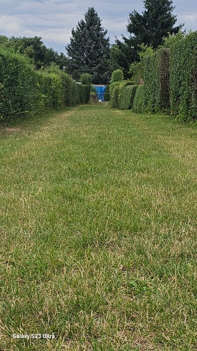The image depicts a grassy yard with manicured hedges and large trees. A bright blue structure, possibly a small shed or playhouse, is visible amongst the greenery in the middle ground. The scene appears to be a residential backyard. The grass is green and well-maintained, with some dry patches and weeds. The hedges are trimmed into neat shapes, suggesting a garden with an emphasis on formal landscaping. Several large evergreen trees are present, contributing to a lush and somewhat shaded environment. The sky is visible in the upper left portion of the image, showing light blue with some wispy clouds, indicating it is daytime with fair weather. There are no people or animals visible in the frame. The overall mood is peaceful and natural. A watermark in the bottom right corner reads "Galaxy S23 Ultra". The location context provided is Schleiz, Germany.