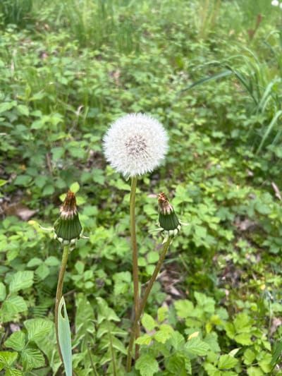 The image shows a patch of greenery with a focus on a dandelion in seed (puffball) and two closed dandelion flowers. The vegetation includes grasses and broadleaf plants, possibly brambles or similar ground cover. The scene is bathed in natural light. There is no evidence to confirm the location in Cherliany, Ukraine. No people are present.