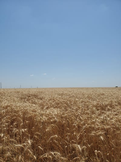 A wide-angle, low-angle shot captures a vast field of golden wheat under a clear, light blue sky. The wheat stalks are tall and dense, creating a textured expanse that dominates the lower two-thirds of the frame. The horizon line, where the wheat meets the sky, is sharp and distant. A few wispy clouds are visible in the upper portion of the sky. In the distance, along the horizon, several utility poles are sparsely scattered, with power lines stretching between them. The scene appears to be an agricultural landscape on a sunny day, with no people or animals present. The location is identified as Konstantinovka, Moldova.