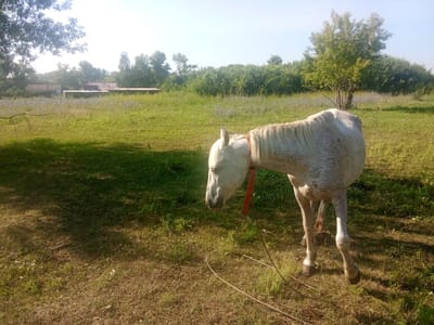 A white, dappled horse stands in a grassy field, facing left with its head lowered. The horse wears an orange halter and is tethered by a rope that lies on the ground. In the background, a line of trees borders the field, with several buildings and structures visible amongst them, suggesting a rural or semi-rural setting. The sky is clear and bright. The scene is set in the city of Druzhba, Russia.