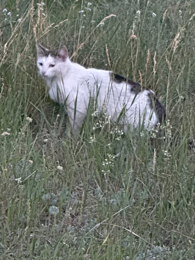 A white cat with dark markings on its head and back is partially obscured by tall, dry grass and green foliage. The cat is looking to the left of the frame. The scene appears to be outdoors in a natural, overgrown environment. No specific location within the city of Өндіріс, Kazakhstan can be determined from the image.