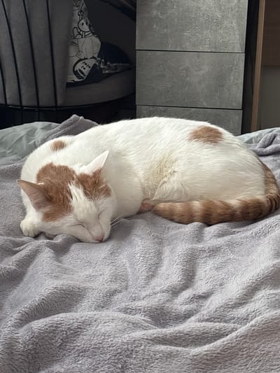 A white cat with brown patches is sleeping on a gray blanket. The cat is curled up with its head near its tail. A dark gray cabinet is visible to the left of the blanket. To the left of the cabinet, a cat bed with a white liner with cartoon faces can be partially seen.
The location in the city of Ligolambi, Russia cannot be identified in the image.
