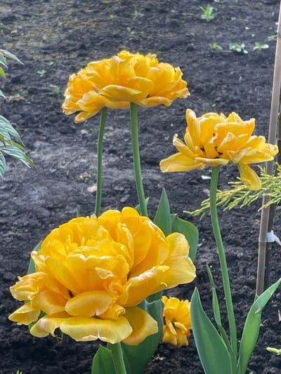 The image shows a close-up of yellow double tulips in a garden setting. The flowers are in various stages of bloom, with one fully open and others partially closed. Green leaves are visible among the blossoms. The background is dark, likely garden soil or mulch. The image was taken in Ahronomichne, Ukraine, as indicated by the location. The lighting suggests it is either early morning or late afternoon.