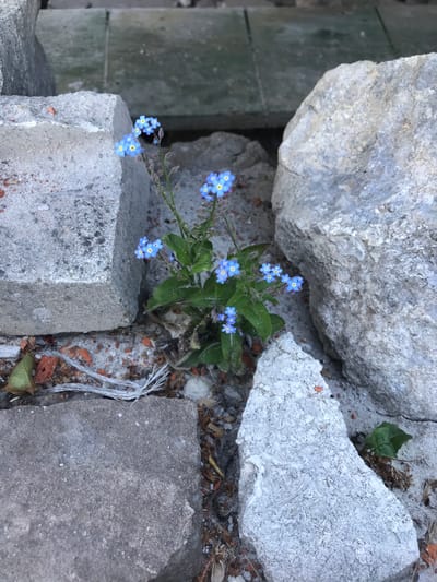 The image shows a cluster of light blue flowers growing amongst fragmented concrete blocks. The blocks vary in size and shape, showing signs of weathering and disintegration. The background contains loose debris, including broken pieces of brick and other unidentifiable materials. The location is presumed to be in Petrykiv, Ukraine. There are no people visible. The focus of the image is on the flowers and their placement within the urban decay.