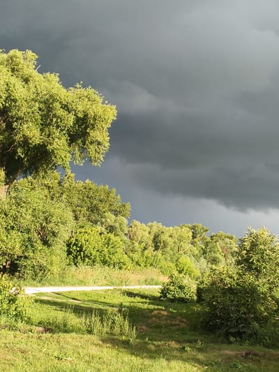 The image depicts a natural landscape under a dramatic sky. In the foreground, lush green grass covers gently sloping ground, with some areas in shadow and others illuminated by sunlight. A white dirt road or path curves through the scene, separating the grassy area from a dense line of trees and bushes that forms the midground. These trees are vibrant green, with some appearing fuller and taller than others, creating a textured treeline. The background is dominated by a heavy, dark grey storm cloud that stretches across the entire upper portion of the image. The contrast between the bright green foliage and the ominous clouds suggests a brewing storm. Some very faint streaks, possibly rain, are visible against the dark sky. The lighting suggests it is either late afternoon or early morning, with the sun casting shadows and highlighting the greenery, but the approaching storm is darkening the sky. The scene evokes a sense of natural power and impending change. No people, objects, or text are visible.
