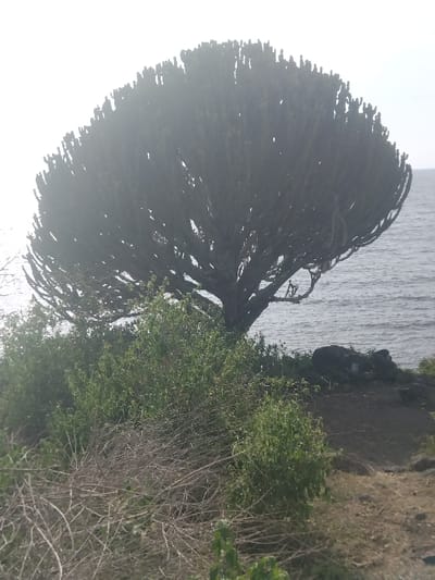 A large, dark candelabra-like succulent tree, possibly a *Euphorbia*, stands prominently on a natural embankment overlooking a body of water in West Uyoma ward, Kenya. The tree is heavily silhouetted against a bright, overcast sky, its dense, columnar branches forming a rounded canopy that occupies the left and central portion of the image. The water, likely Lake Victoria, appears dark blue-grey with surface ripples, extending towards a hazy horizon on the right. In the foreground and midground, dense undergrowth consists of green leafy shrubs and numerous intertwining dry, light-brown branches and twigs. The ground immediately adjacent to the water's edge is dark and rocky, sloping towards the water. No individuals, animals, or man-made objects are visible in the scene.