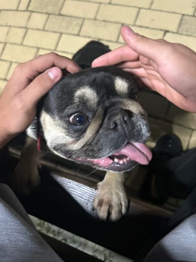 The image depicts a brachycephalic dog, possibly a Pug, with distinctive black and tan fur markings, being petted by two human hands. The dog has large, dark eyes with visible whites and its pink tongue is extended, resting over its lower jaw, revealing small white teeth. Two human hands are positioned on either side of the dog's head, appearing to gently hold or stroke it. The hands are fair-skinned and show no distinguishing jewelry or tattoos. In the lower portion of the frame, two distinct sets of human legs are partially visible: one wearing grey athletic pants on the left, and another wearing dark trousers or jeans on the right. The dog appears to be sitting or standing on a dark, possibly wooden, surface such as a bench, with its front paws visible. The background consists of light-colored rectangular paving stones or tiles, suggesting an outdoor public space. Below the bench, out-of-focus green foliage is visible. The lighting is moderate, with some soft illumination on the dog's face. The specific location within Dzhebel, Bulgaria, such as a street or landmark, is not identifiable from the visual information provided in the image.
