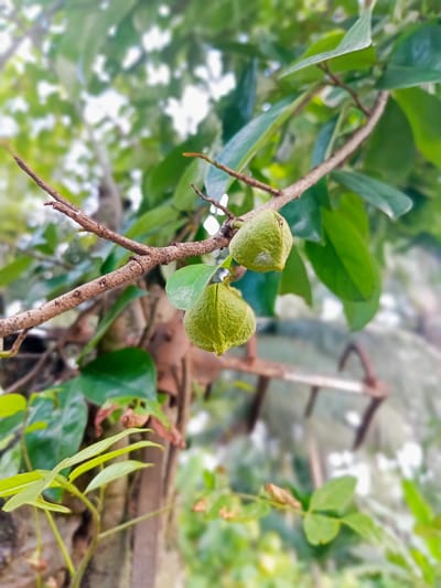 The image shows two immature soursop fruits hanging from a branch. The fruits are green and bumpy, with a pointed tip. They are surrounded by lush green leaves and a brown, textured branch. The background is blurred, suggesting an outdoor setting with soft light filtering through the foliage. The image is likely taken in Gampong Teungoh, Indonesia, a location known for its tropical climate and abundant plant life, which would support the presence of soursop trees. There are no people or animals visible in the image.