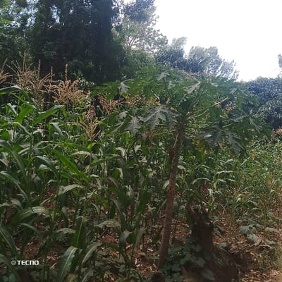 The image displays an outdoor agricultural scene within Machakos Central ward, Kenya. The foreground and mid-ground are densely populated with green maize (corn) plants, many of which exhibit mature, light-brown tassels. A prominent papaya tree, characterized by its slender trunk and large, dark green, deeply lobed leaves, stands slightly right of center in the mid-ground. Trailing green vegetation is visible on the reddish-brown soil at the base of the papaya tree. In the background, a dense, verdant expanse of various trees and foliage is present, capped by a bright, light-colored sky that suggests overcast conditions or strong sunlight. No human figures or man-made structures are visible. A "TECNO" watermark is present in the lower-left corner of the image.