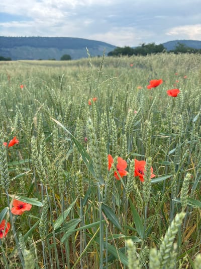 This image depicts a field of unripe wheat, interspersed with bright red poppies. The wheat stalks are predominantly green, with some showing signs of ripening. The poppies, with their vibrant scarlet petals, provide a striking contrast to the green of the wheat. In the background, rolling hills covered in trees create a natural, rural landscape. The sky above is overcast with clouds, suggesting a mild, perhaps slightly humid day. The scene is tranquil and natural, characteristic of the countryside surrounding Wörth am Main, Germany, which is known for its agricultural landscapes and scenic beauty. No people or structures are visible in this image.