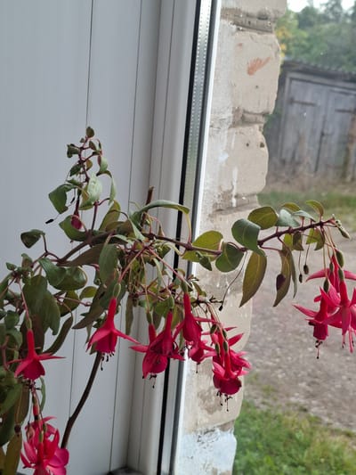 A fuchsia plant with vibrant pink flowers and green leaves is situated on a windowsill. The plant's stems are a reddish-brown, and the flowers have a distinctive bell shape with delicate petals. Beyond the plant, a window reveals an outdoor scene. The background includes a rustic wooden structure, possibly a shed or fence, and a textured, light-colored brick wall. The ground outside appears to be gravel and grass, suggesting a natural or garden setting. The overall impression is one of a simple, perhaps rural, environment. The lighting indicates it's daytime, but the specific time is not discernible. There are no people visible in the image, and no text is present. The scene is a still-life composition focusing on the fuchsia plant against a backdrop of the outdoor environment viewed through a window.